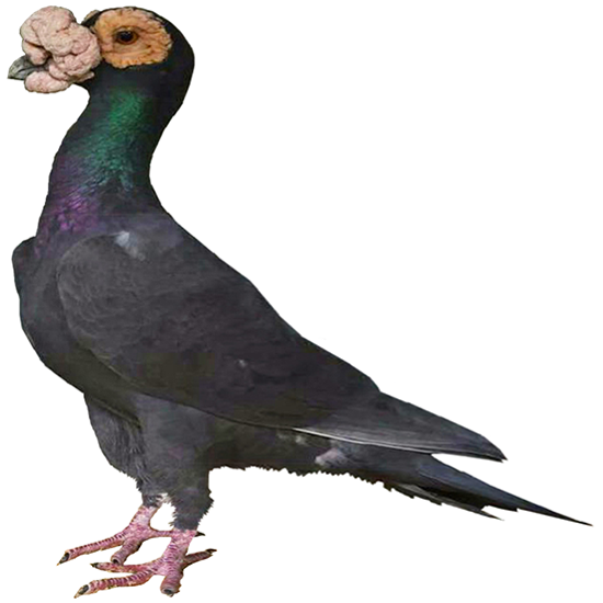 English Carrier Pigeon